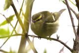 Yellow-browed Warbler 